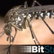 Illustration for article titled Alphabet Wants To Start Breeding Experimental GMO Mosquitoes